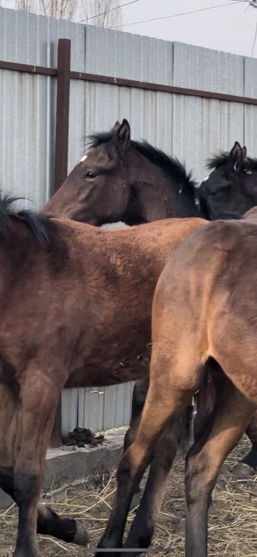 Лошади, кони: Продаю | Жеребец | Для разведения — 1