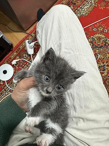 бенгальские кошки бишкек: Котята, тип: домашние, короткошёрстные. Описание: - Возраст: примерно — 2
