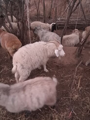 Козы, козлы: Продаю | Козёл (самец) | На забой — 7