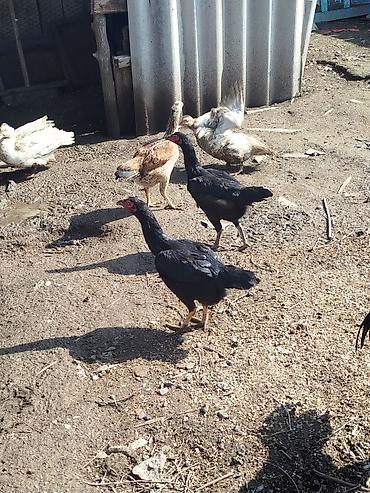 Куры, петухи: Продаю | Петух | Бойцовая | Для разведения — 12