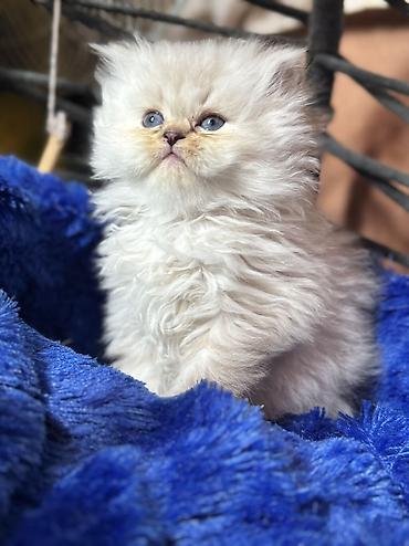 ragdoll: Dişi, Erkək, Yaxşı əllərə, Ödənişli çatdırılma, Ünvandan götürmə — 2