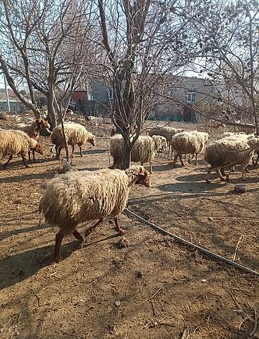 Digər kənd təsərrüfatı heyvanları: Digər kənd təsərrüfatı heyvanları — 1