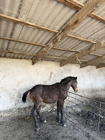 Лошади, кони: Продаю | Жеребец | Рабочий at lalafo.kg — 8 Лошади, кони: Продаю | Жеребец | Рабочий — 8