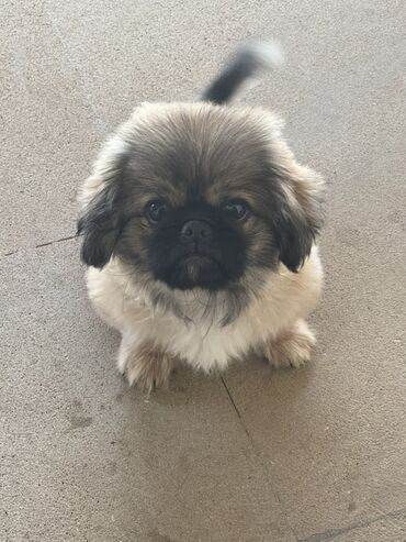 İtlər: Pekines, 2 ay, Erkek, Peyvəndli, Ünvandan götürmə, Ödənişli çatdırılma