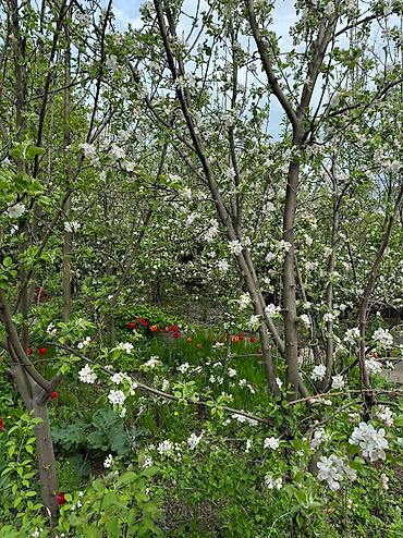 Продажа дач: Продается Дача (Дом) на Панораме . Участок -5 сот. Дом мансардного — 21