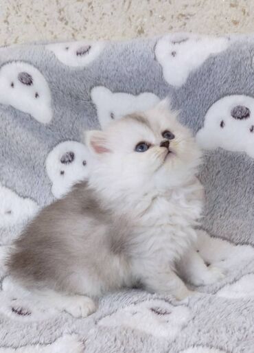 мраморный вислоухий кот: Выставляется на продажу чистокровные шотландские котята! котята
