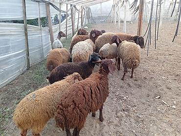 berde mal bazari: Dişi, Qala, il: 1, 50 kq, Damazlıq, Ünvandan götürmə — 4