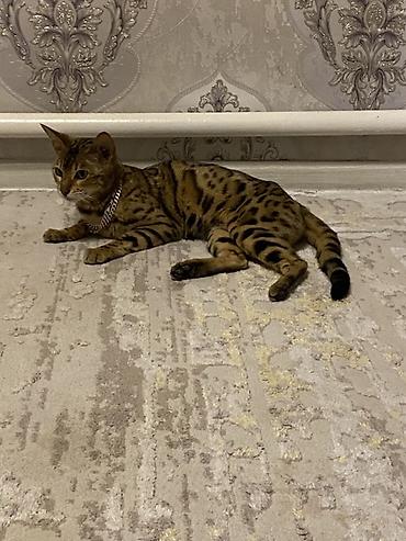 кошки бишкек: Бенгальская, 11 месяцев, Девочка, Приучена к лотку — 3