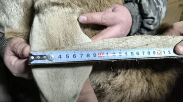 Бараны, овцы: Продаю | Баран (самец) | Арашан | Для разведения | Племенные — 8