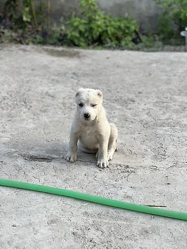 собаки в бишкеке бесплатно: Алабай, 1 месяц, Самец, С прививкой — 2