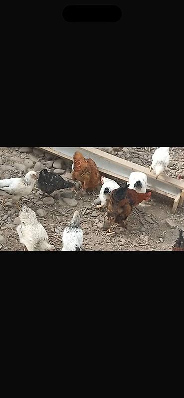Продам с/х животных: Продаю | Куры | Домашняя | Несушки — 1
