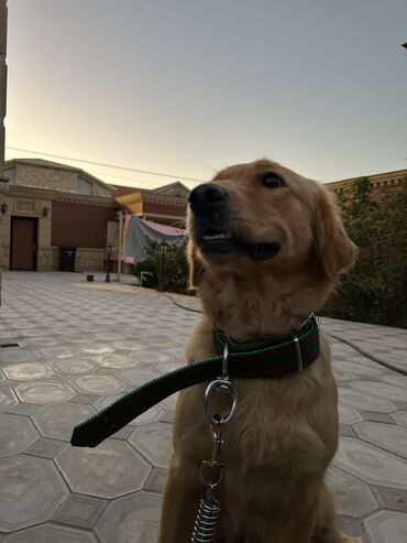 golden it satışı: Retriever, 1 il, Dişi, Peyvəndli, Ünvandan götürmə