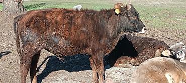 Коровы, быки: Продаю | Бык (самец) | Полукровка | На откорм — 13