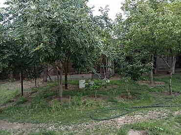 ferma satılır 2025: 5 sot, Kənd təsərrüfatı, Mülkiyyətçi, Kupça (Çıxarış) — 1