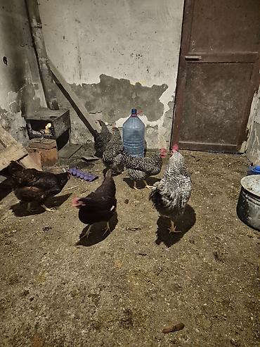 Toyuqlar: Toyuq, Yumurtalıq, Pulsuz çatdırılma — 7