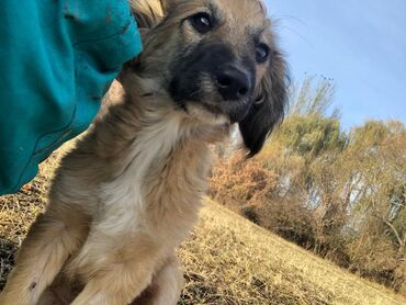 Отдам даром собаку: Щеноки бардер-колли, среднего размера . умные,домашние,мальчики.6 — 9