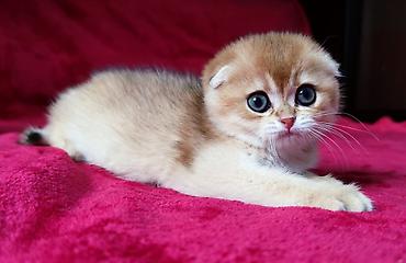 Продажа кошек: Скотиш Фолд (Шотландская вислоухая), 2 месяца, Мальчик, Золотая шиншилла — 7