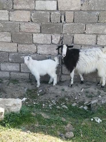 ucuz keci: Məhsul: Qoyun-keçi təsərrüfatı üçün ana keçi və balası (oğlaq) — 1