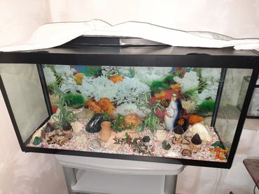 купить аквариум: Akvariumlar