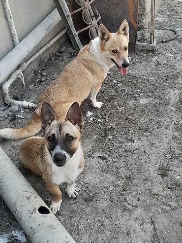 dinqo itleri: Zvanok balaca ölçülü it disidi dik qulaqlı və yığcam bədən — 1