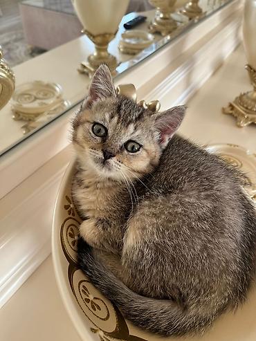 Pişiklər: Britan — 9