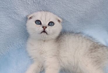 британская короткошерстная кошка шиншилла: Серебристая шиншилла 💕 Девочка Приучена к лотку и когтеточке Дата