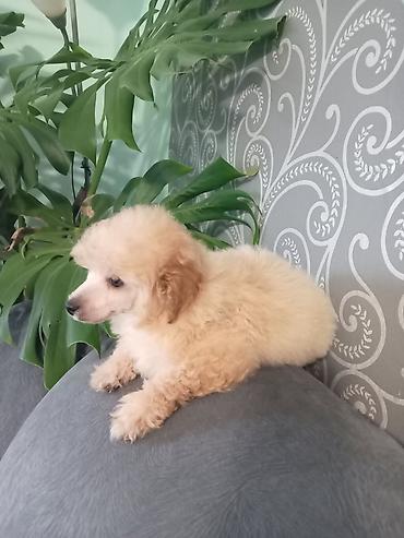 Psi: Patuljasta pudla muzjak 3meseca na lalafo.rs — 3 Psi: Patuljasta pudla muzjak 3meseca — 3