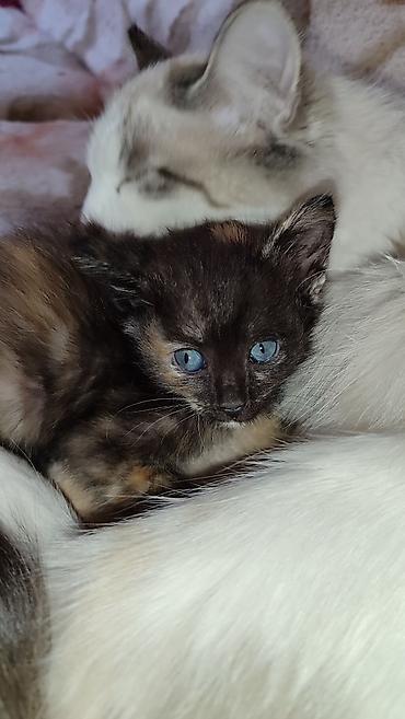 коровы породы швиц: Отдам в хорошие ручки.Котята домашние, короткошёрстные. Особенности — 4