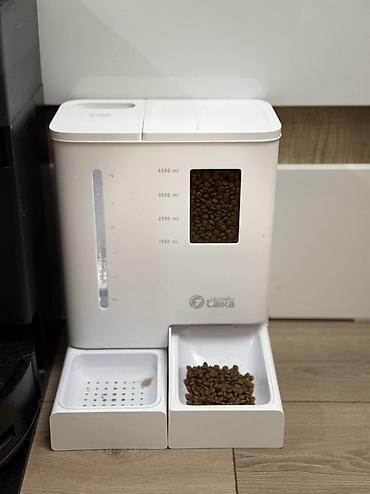 Зоотовары: Продается котик 1 год Привитый, Проглистованный, Кастрированный — 5