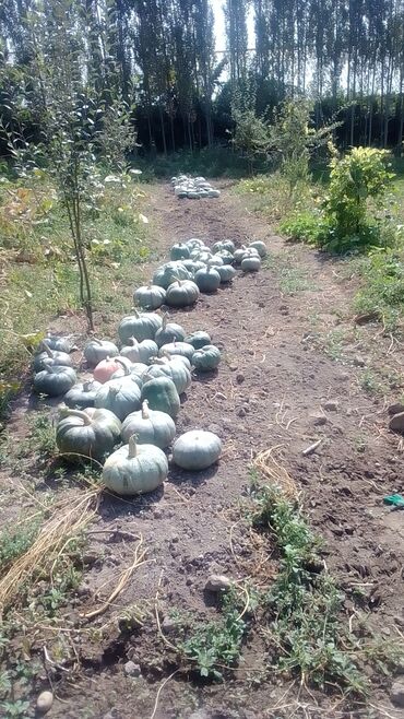 погружной насос для перекачки воды: Тыква столовая, сорт серо‑зелёных и тёмно‑зеленых круглых плодов. -