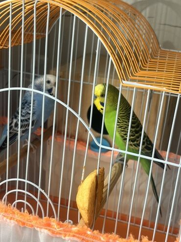 котёнка в добрые руки: Salam iki çût tutu quşular cütdüler qefesi yuvası ile bir yerde satılı