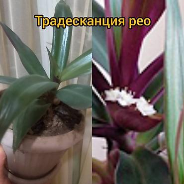 стаканчик: Продаю комнатные растения. 1) кактус мамилярия бокасская (цветет — 7