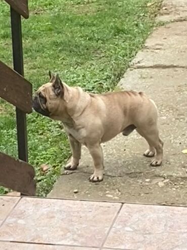 Psi: Dostupni vrhunski stenci francuskog buldoga- još dva dečaka i dve — 4