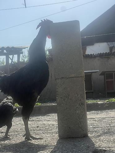 Куры, петухи: Продаю | Куры, Петух, Цыплята | Для разведения — 12