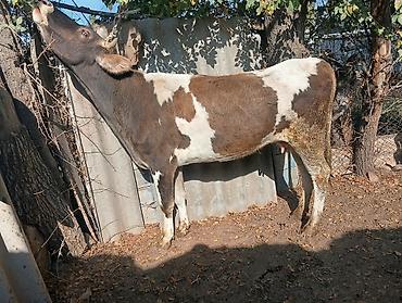 быков: Продаю | Бык (самец) | На откорм — 1