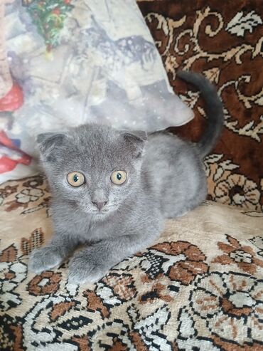отдам в хорошие руки шотландского вислоухого котенка: Шотладская вислоухая