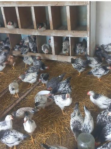 Toyuqlar: Satılır. Serebrist sortu 2 ayı keçib. 96 ədəddir. Qiymət sonu 5 azn — 1
