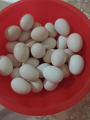 ağ balıq: Təzə kənd yumurtası - Təbii yemlə bəslənən toyuqlardan toplanmış ağ — 1