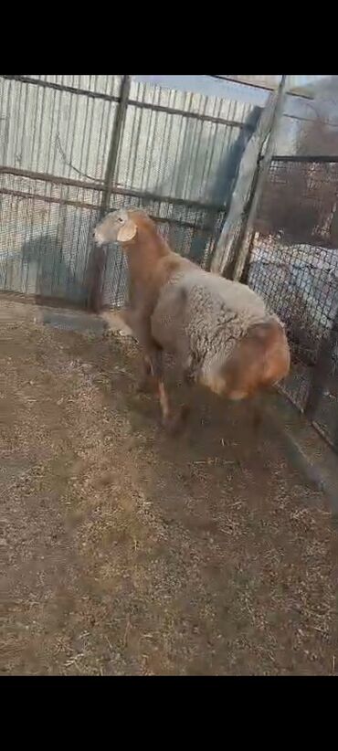 Бараны, овцы: Продаю | Овца (самка), Ягненок, Баран (самец) | Гиссарская, Арашан | На забой, Для разведения, Для шерсти — 6