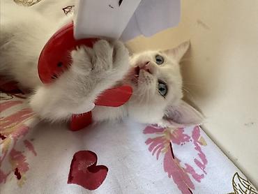 котенок белый купить: Мейкун 1 месяцев девочка с голубыми глазами белоснежная цена — 1