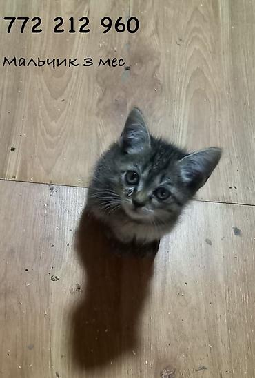 Отдам даром кошку: Кошка даром: Беспородная, 3 месяца, Мальчик — 1