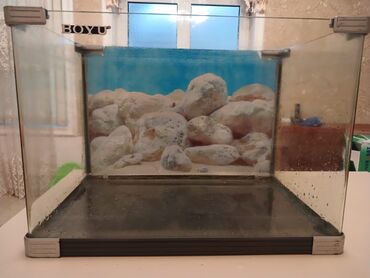akvarium balıqlarının satışı: Salam tecili akvarum satilir zavod isdesali 50 60 litir tutumu var