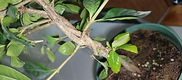 хойи: Гардения жасминовидная (Gardenia jasminoides) в горшке. - Компактный — 2