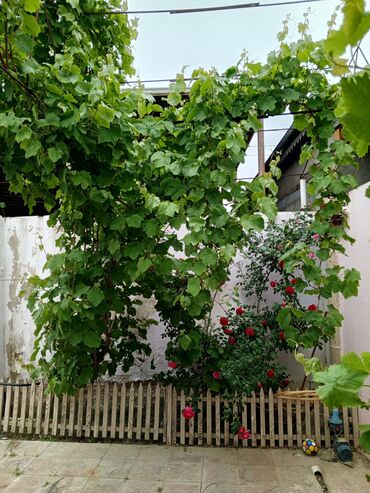 Həyət evləri və villaların satışı: Hövsan qəs. 4 otaqlı, 120 kv. m, Kredit yoxdur, Yeni təmirli -da lalafo.az — 12 Həyət evləri və villaların satışı: Hövsan qəs. 4 otaqlı, 120 kv. m, Kredit yoxdur, Yeni təmirli — 12