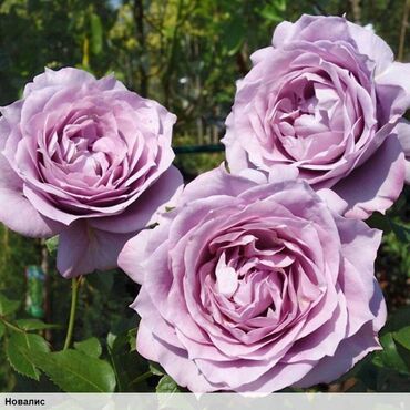 Садовые цветы и кустарники: Саженцы цветка: Розы, Бесплатная доставка, Самовывоз — 21