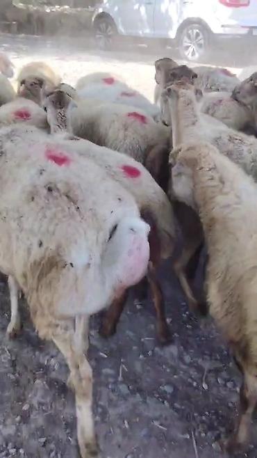toyuq ucuz qiymete: Dişi, il: 1, Damazlıq, Pulsuz çatdırılma — 8