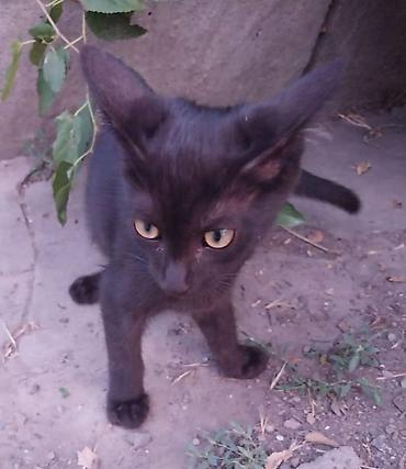 black cat: Отдам котят даром в добрые руки. Котята от уличной кошки, принесла их — 2