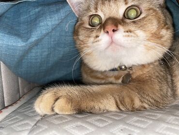 heyvanlara verilen adlar: Британская, Самец at lalafo.az heyvanlara verilen adlar: Британская, Самец