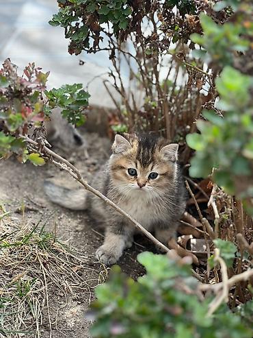 Pişiklər: Britan, Yaxşı əllərə — 9