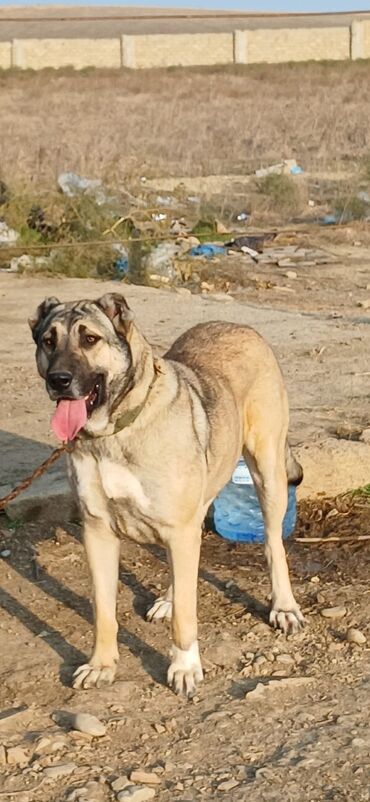 İtlər: Kanqal, 2 il, Dişi, Peyvəndli, Ödənişli çatdırılma — 2